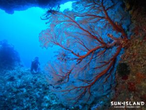 トリプルスリーのアーチに群生するイソバナ