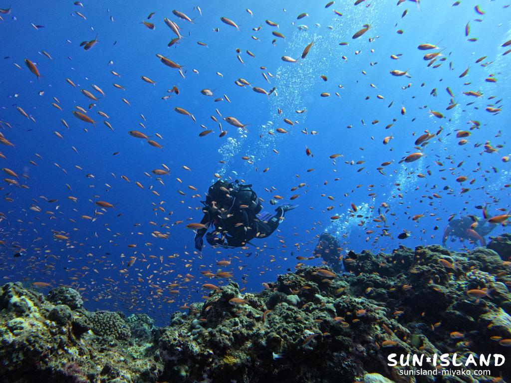 アカネハナゴイの群れ