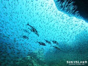 洞窟内で群れるスカシテンジクダイ・キンメモドキ