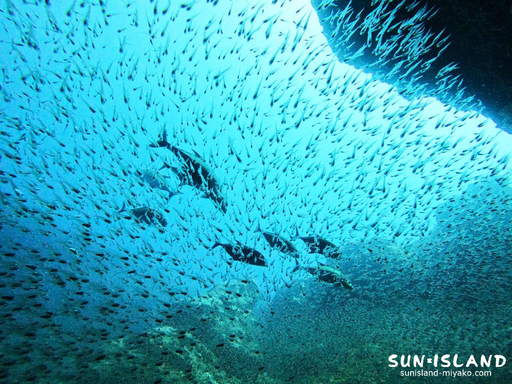 洞窟内で群れるスカシテンジクダイ・キンメモドキ