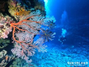 イソバナがキレイ