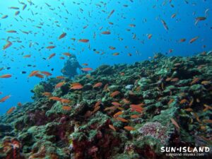 アカネハナゴイの群れ
