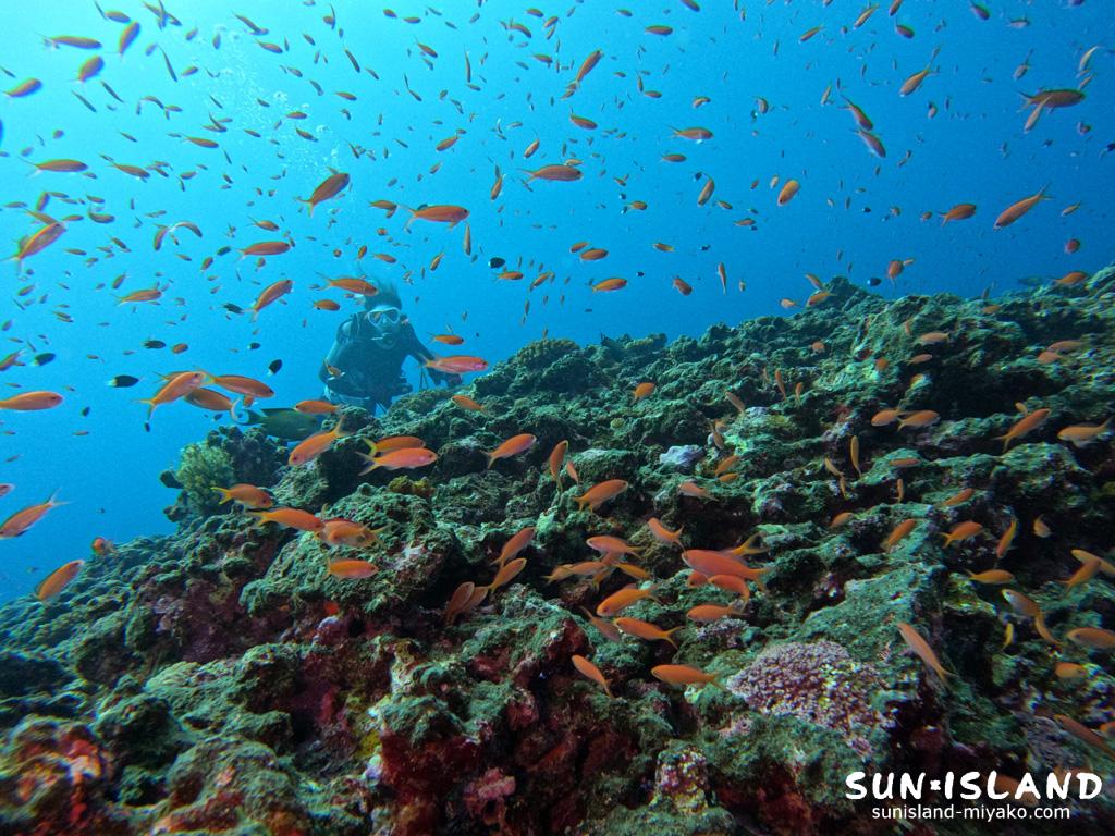 アカネハナゴイの群れ