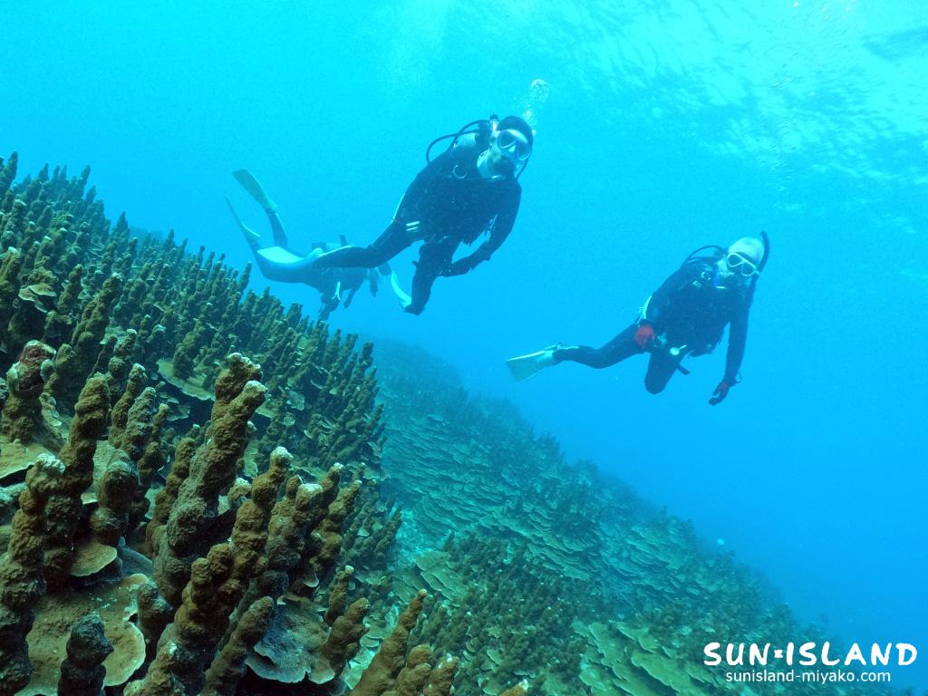 パラオハマサンゴ