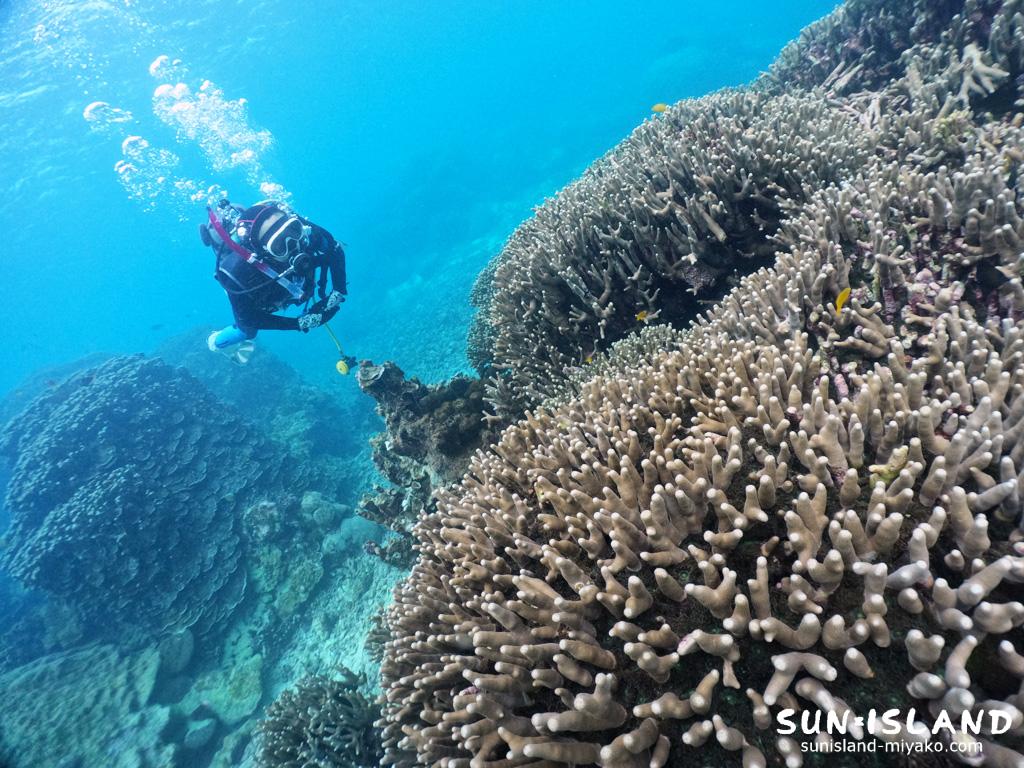 サンゴが広がる中の島ビーチ