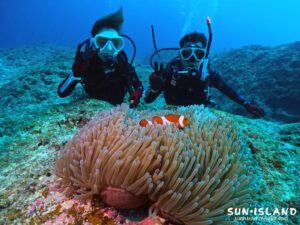 カクレクマノミ