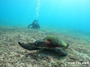 講習中にカメと出会いう