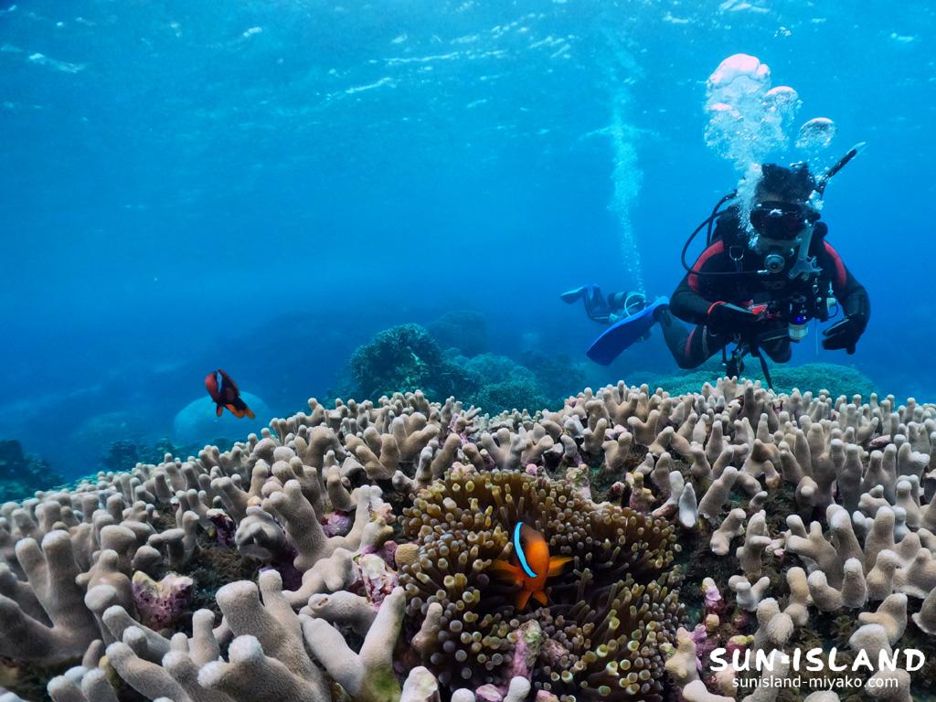 ユビエダハマサンゴ