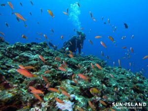 アカネハナゴイ