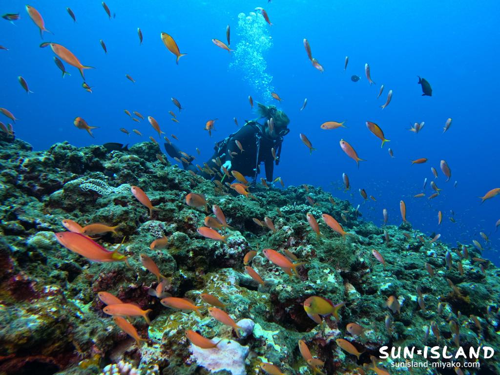 アカネハナゴイ