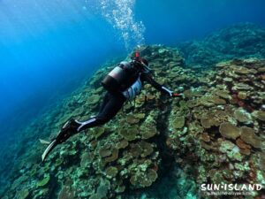 サンゴがきれいなサバ沖合うトリーフ