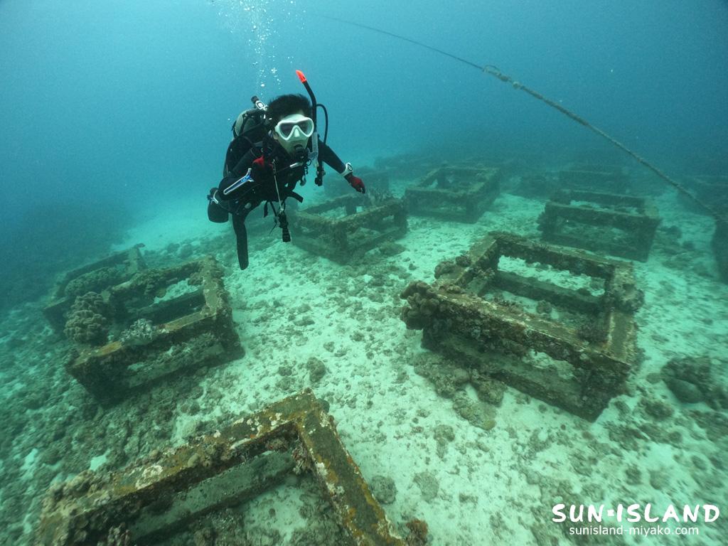 初めて潜るの宮古島ダイビングスポット・ポイント