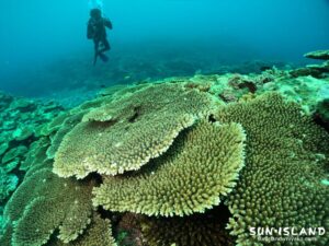 サンゴが美しいサバ沖アウトリーフ
