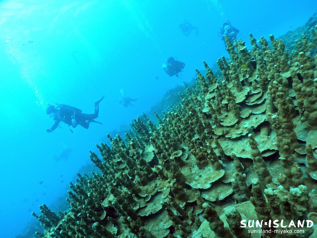 パラオハマサンゴ