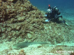 久しぶりに見たトラフザメ