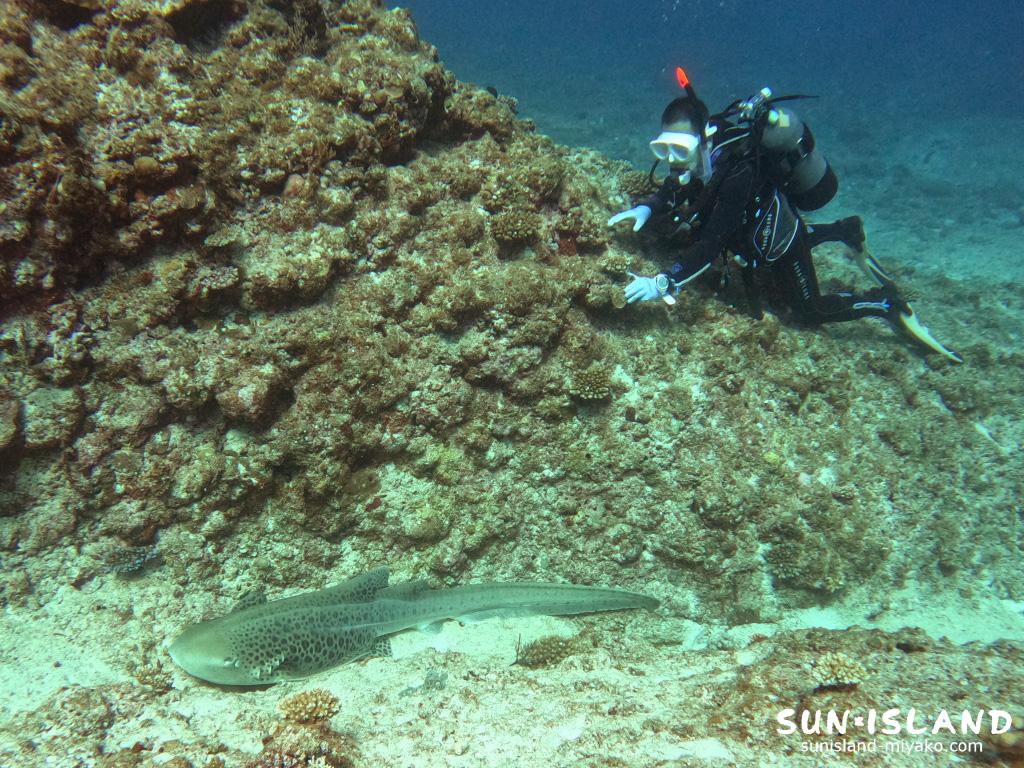 久しぶりに見たトラフザメ