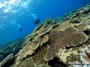 ワタシのお気に入り伊良部島ダイビングスポット・ポイント『サバ沖アウトリーフ』