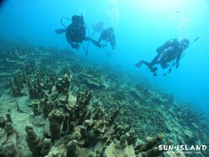 サンゴ 牧山展望台 宮古島ダイビング 伊良部島