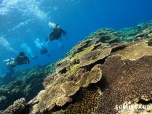 サンゴが美しい伊良部島ダイビングスポット『サバ沖アウトリーフ』