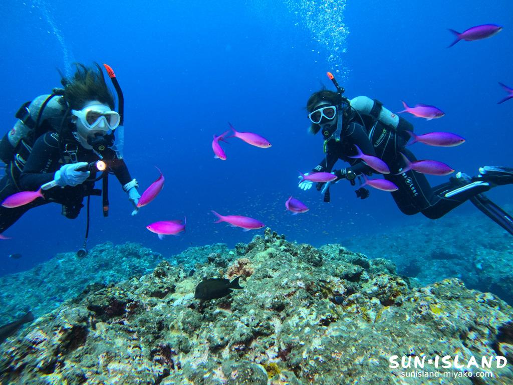 ハナゴイの群れを見るゲストダイバーさんたち