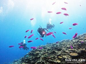 ハナゴイの群れ