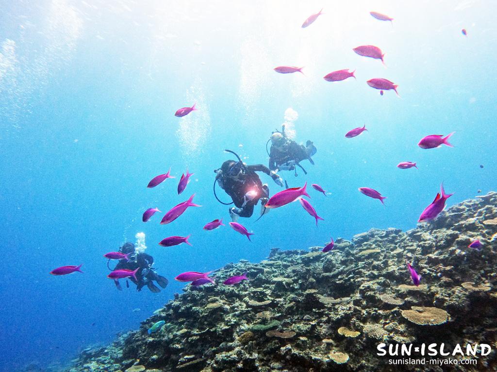 ハナゴイの群れ