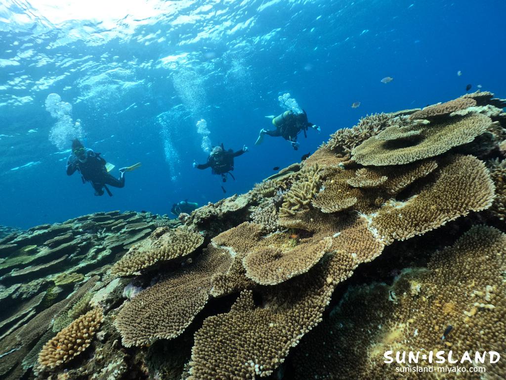 イーストコーラル