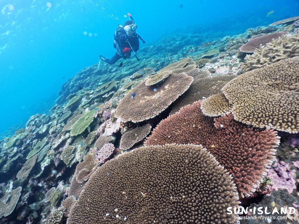 サンゴがキレイ