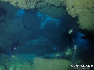 宮古島ダイビングスポット『牛さん ありがとう』