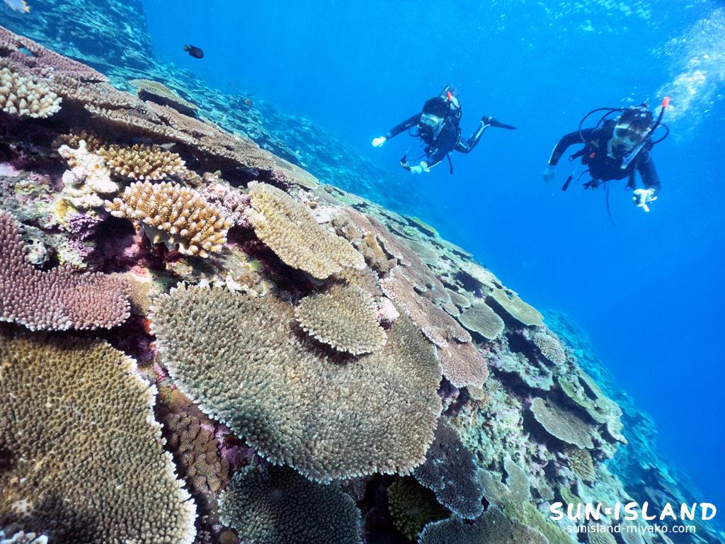 サンゴの群生