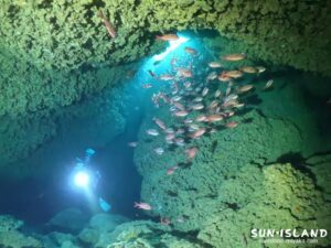 アカマツカサの大群