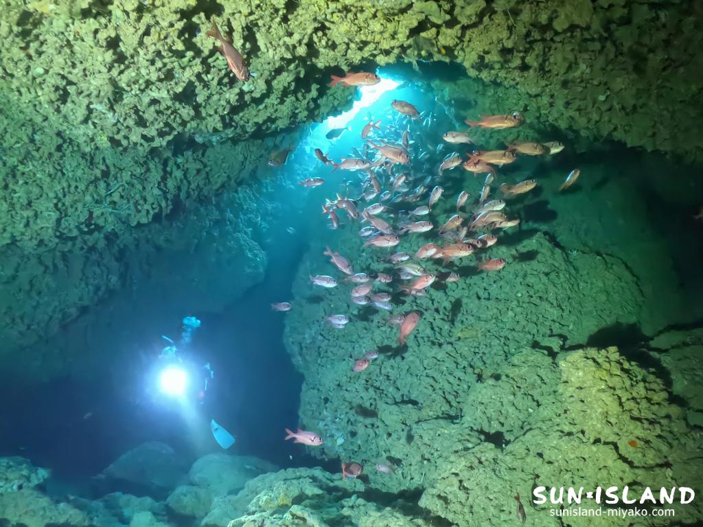 アカマツカサの大群