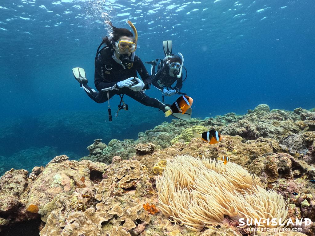 クマノミを眺めるゲストダイバーYさん・Wさん
