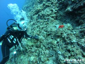 通り池棚上 ハマクマノミ