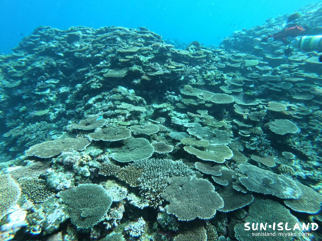 サバ沖アウトリーフ