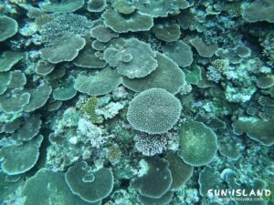 サバ沖アウトリーフ