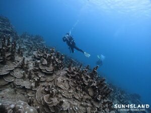 パラオハマサンゴの群生