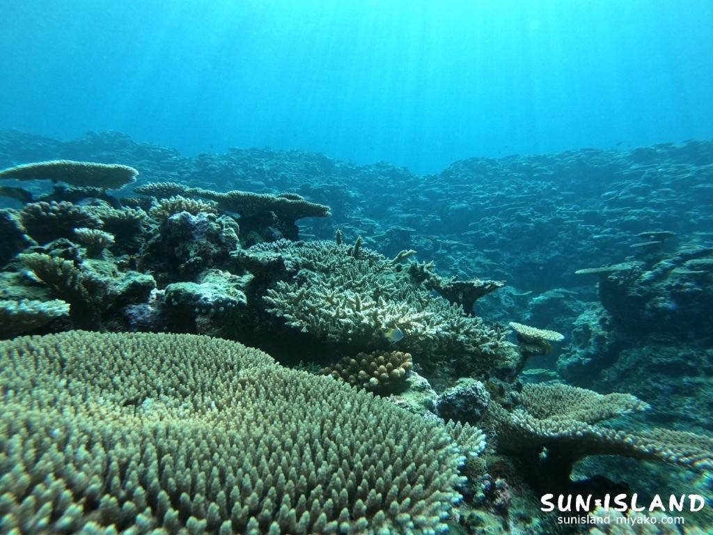 サバ沖アウトリーフ