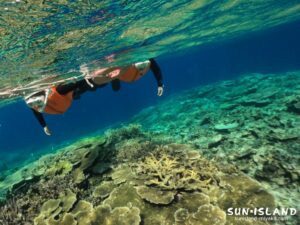 八重干潮(ヤビジ)のサンゴ