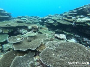 サバ沖アウトリーフ