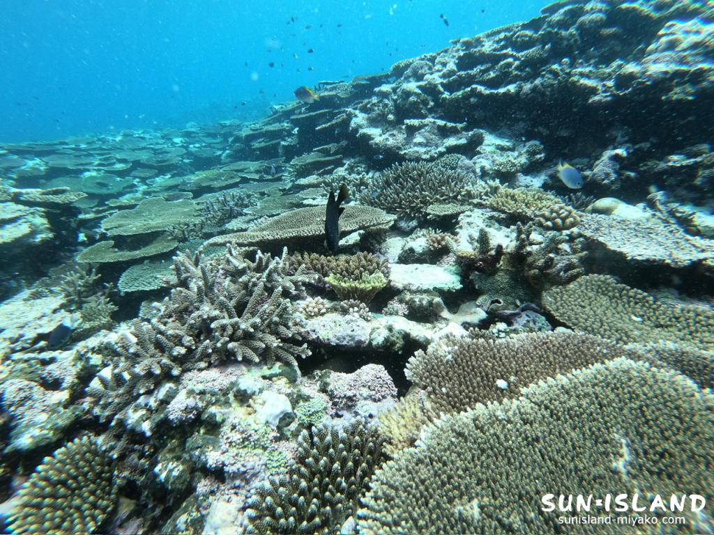 サバ沖アウトリーフ
