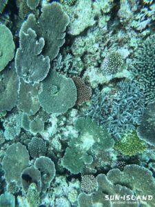 サバ沖アウトリーフのテーブルサンゴ