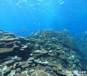 サバ沖アウトリーフのアカヒメジとノコギリダイの群れ