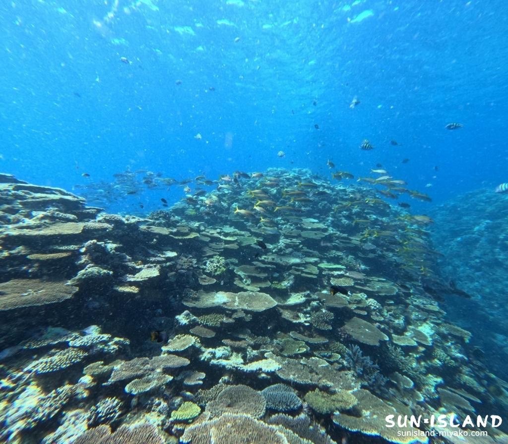 サバ沖アウトリーフのアカヒメジとノコギリダイの群れ