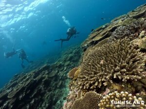 サンゴが美しいダイビングスポット『サバ沖アウトリーフ』