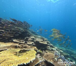 サバ沖アウトリーフ2