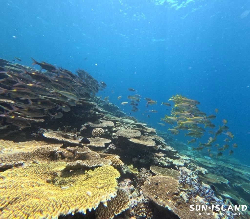 サバ沖アウトリーフ2