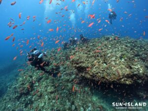 アカネハナゴイの群れ