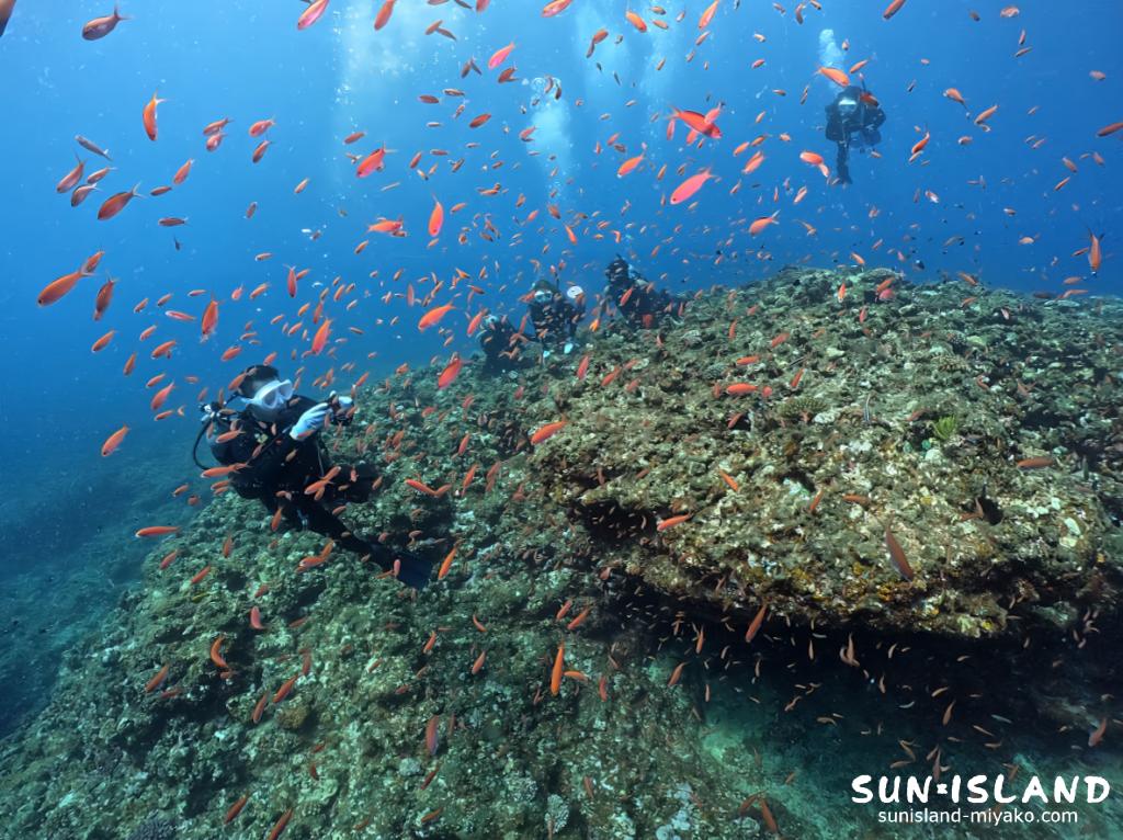 アカネハナゴイの群れ