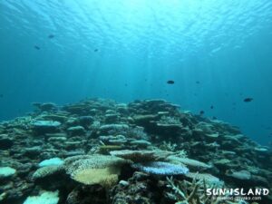 イーストコーラル1